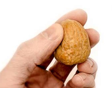 Testicoli
