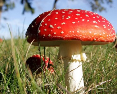 funghi