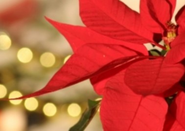 decorazioni natalizie