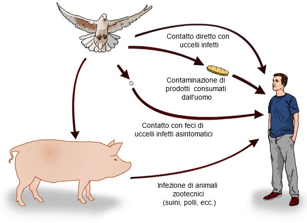 salmonella