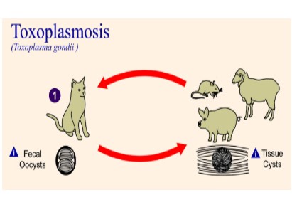 toxoplasmosi
