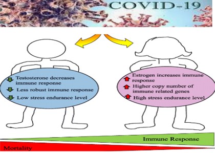 covid e testosterone