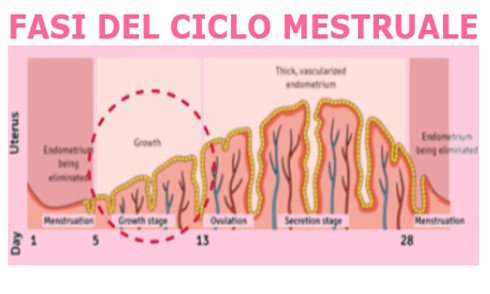 fasi del ciclo mestruale