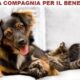 cani e gatti per i nonni