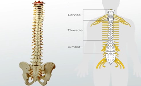 cura per la spina bifida