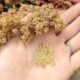 quinoa benefici