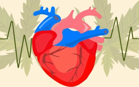 cannabis e malattie cardiache
