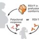 rsv virus