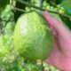 cedro_frutto