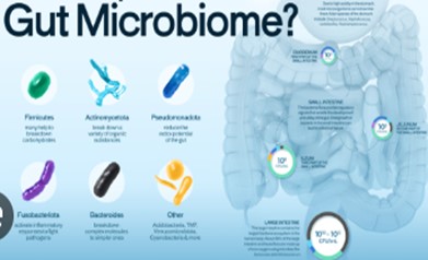 microbioma linea paterna