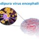 chandipura virus