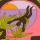 cannabis e schizofrenia