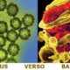 infezione virale o batterica e antibiotici