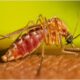virus west nile